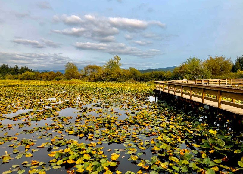 Seaquest State Park, Washington, USA